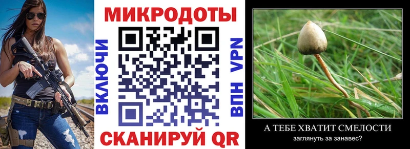 Галлюциногенные грибы Psilocybe  Киржач 